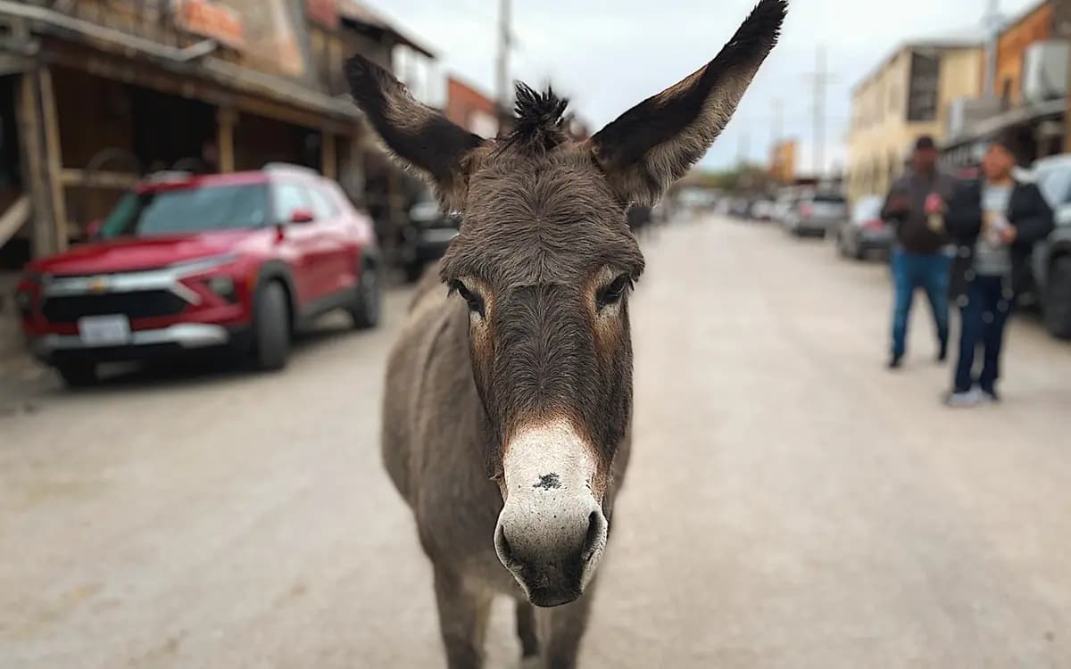 Un burro salvaje deambula por el centro de Oatman, Arizona, el 24 de enero de 2026. (Allan Stein/The Epoch Times)