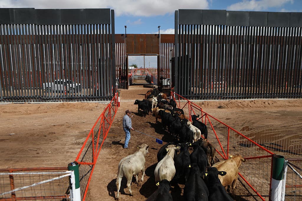 Un hombre conduce ganado por el paso fronterizo de Santa Teresa, entre México y Estados Unidos, el 24 de septiembre de 2026, tras 16 meses de cierre por el gusano barrenador. (Herika Martínez/AFP vía Getty Images)