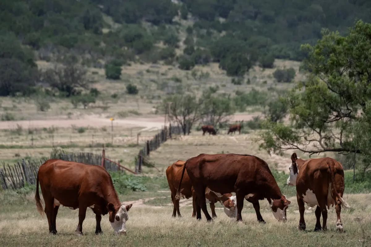 El ganado pasta en un campo adyacente a la Carretera Estatal 163, al sur de Ozona, Texas, el 22 de junio de 2026. (Joel Angel Juárez/Reuters).