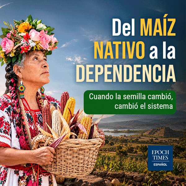 Del maíz nativo a la dependencia: cuando la semilla cambió, cambió el sistema