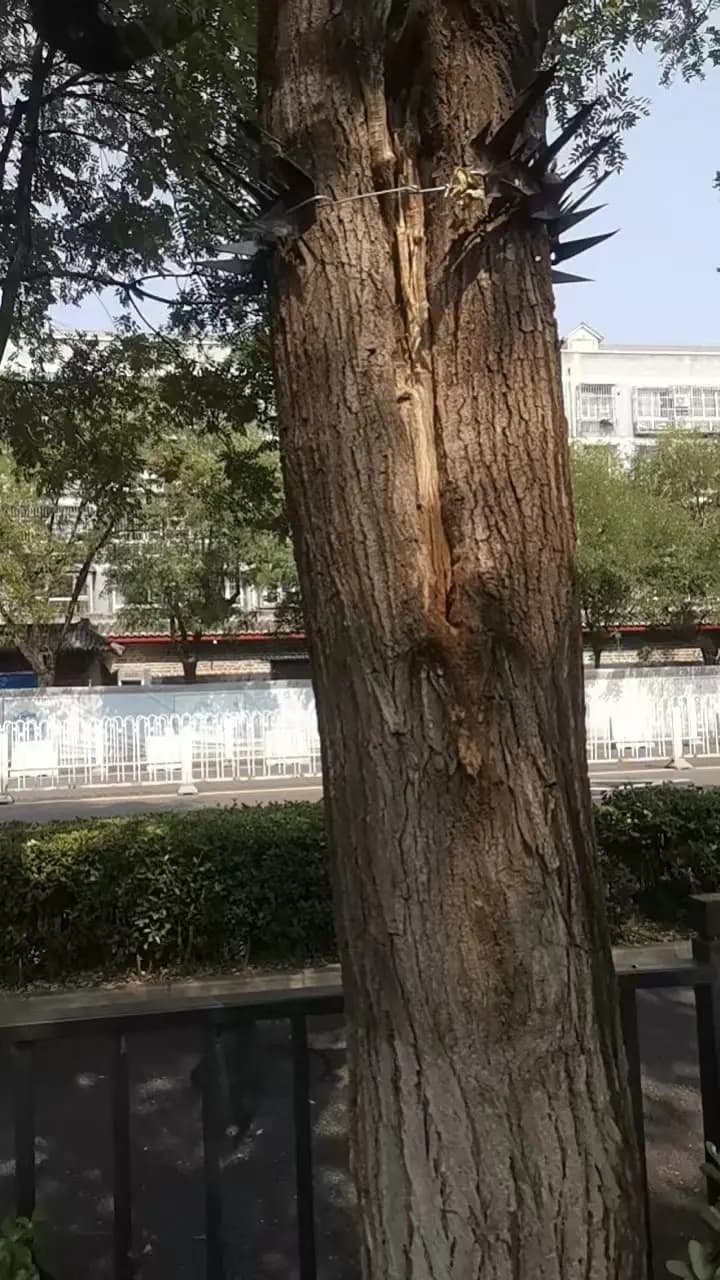Tiras de púas metálicas instaladas alrededor de los troncos de los árboles cerca de la oficina de recepción de la oficina de peticiones de Beijing en octubre de 2026. (Cortesía de una peticionaria).