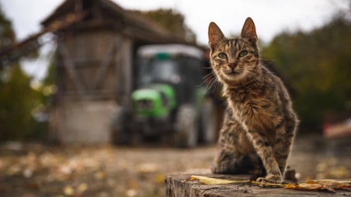 Gato en una granja en una imagen de archivo. (Andrej Isakovic/AFP vía Getty Images)