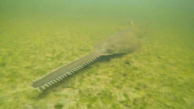 Enfermedad misteriosa afecta a peces sierra en peligro de extinción en Florida