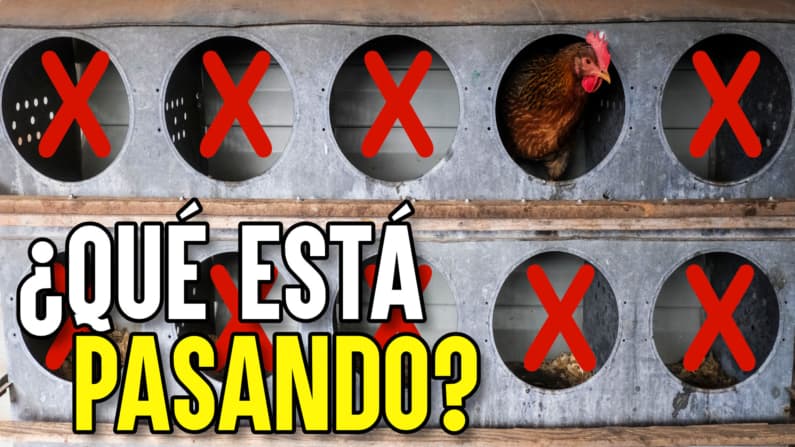 EE. UU. sigue matando millones de gallinas 4 años después del brote de gripe aviar