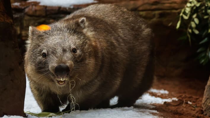 Ringo el wombat come un aperitivo en Sídney, Australia, el 31 de mayo de 2023. (Jenny Evans/Getty Images).