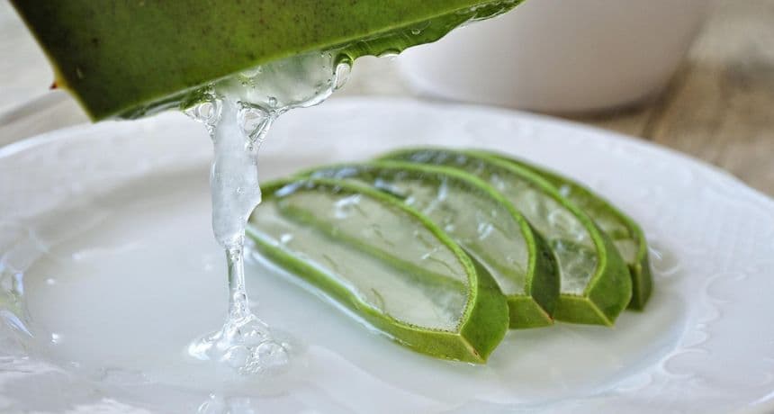 Aloe Vera: Un curandero natural versátil