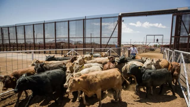 México evalúa medidas adicionales contra gusano barrenador debido al cierre de frontera con EE.UU.