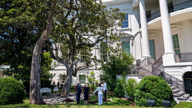 Talarán árbol histórico en la Casa Blanca por motivos de seguridad