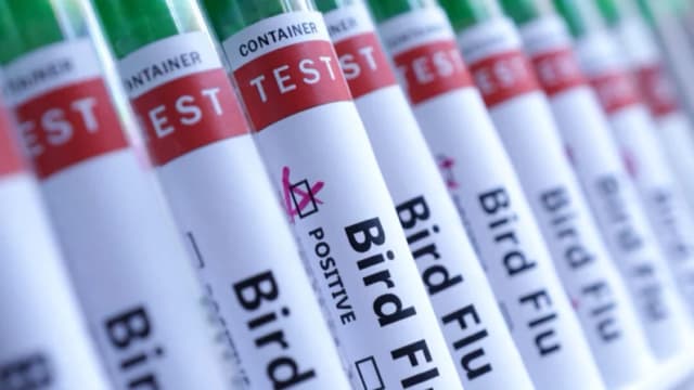 Autoridades de Nueva York detectan gripe aviar en pruebas preliminares realizadas a cuervos muertos