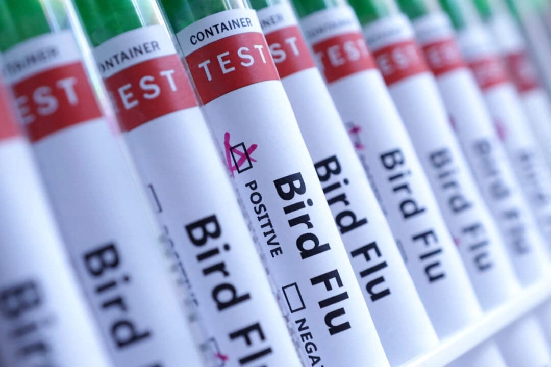 FDA otorga designación de vía rápida para una posible vacuna de ARNm contra la gripe aviar