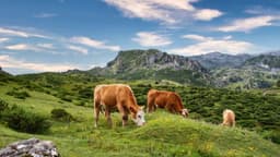 Lo que me enseñó sobre la vida tumbarme en un campo de vacas