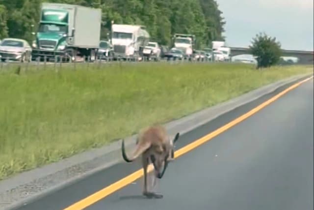Una canguro fugitiva llamada Sheila paraliza una autopista interestatal de Alabama