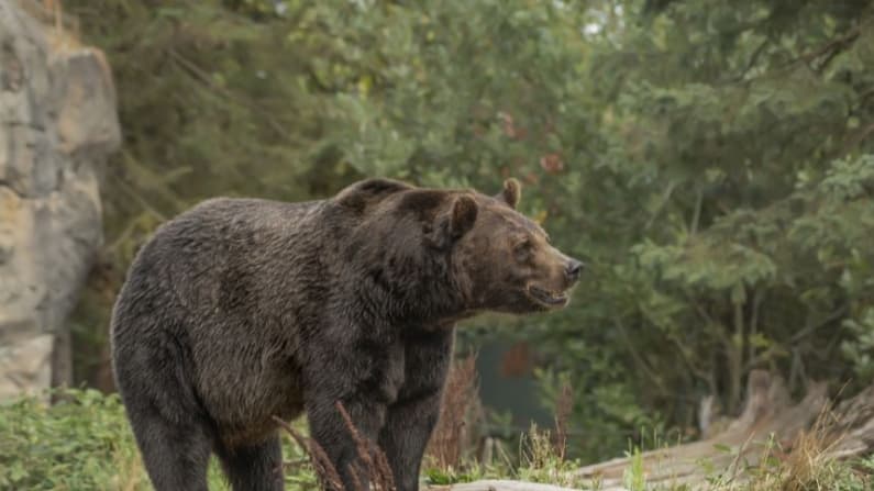 Oso ataca a mujer mientras hacia senderismo