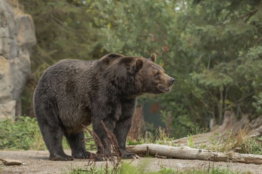 Un oso negro en una foto de archivo. (Imagen Freepik)