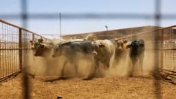 EE. UU. detiene importaciones de ganado vacuno, caballos y bisontes de México por gusano barrenador