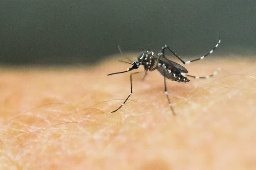 Un mosquito Aedes aegypti sobre la piel humana en un laboratorio del Centro Internacional de Formación y Entrenamiento Médico en Cali, Colombia, el 25 de enero de 2016. (Luis Robayo/AFP/Getty Images).