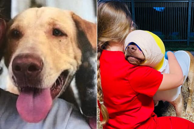 Perro al que niño le prendió fuego en la cara tiene gran recuperación: "Es amoroso y sabe perdonar"