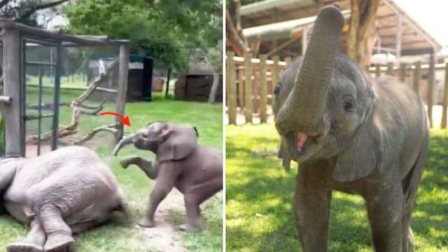 Aunque su manada fue asesinada, elefante bebé florece con mamá adoptiva y 50 litros de leche al día