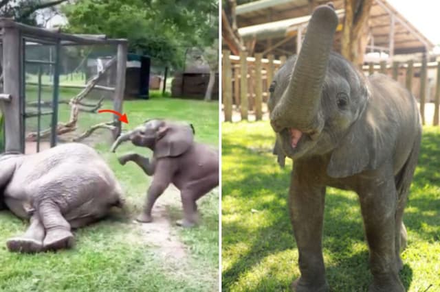Aunque su manada fue asesinada, elefante bebé florece con mamá adoptiva y 50 litros de leche al día