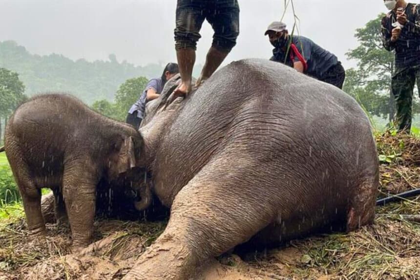 Un bebé elefante y su madre fueron rescatados en julio de 2022 en los alrededores del Parque Nacional de Khao Yai de Tailandia tras desplomarse por una zanja de dos metros de profundidad. (EFE/ Thanachai Sangarattanapiman /Parque Nacional de Khao Yai)