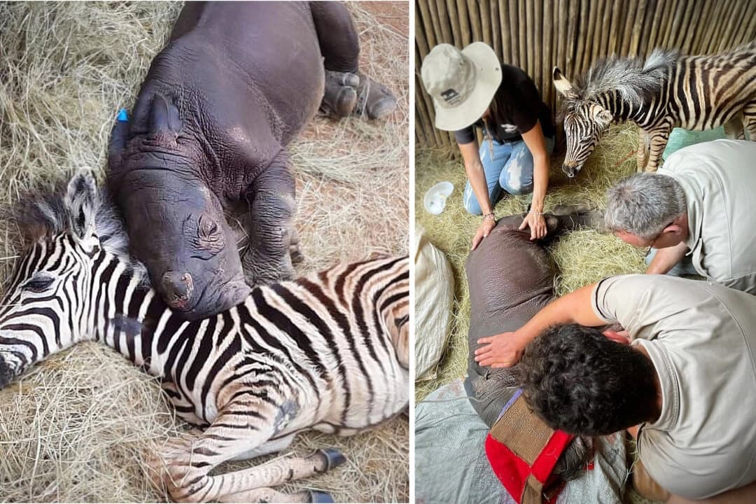 (Cortesía de Care for Wild Rhino Sanctuary)