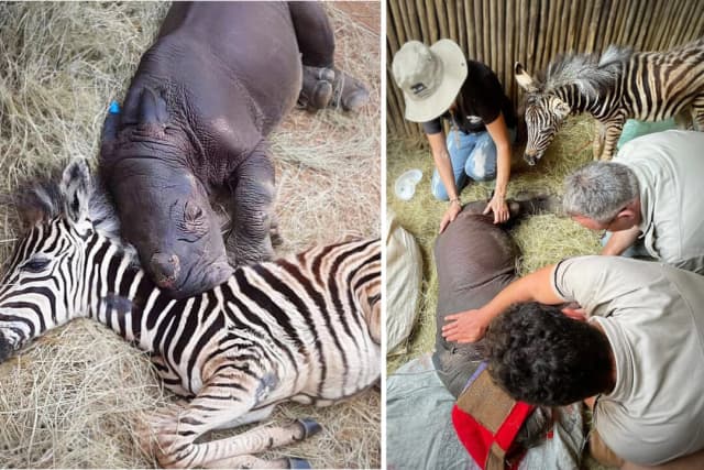 Rinoceronte huérfana y moribunda encuentra consuelo en una pequeña cebra rescatada
