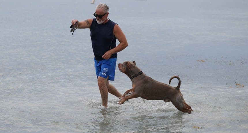 Jorge Chirino juega con su perro Milo en la bahía de Biscayne el 28 de mayo de 2025 en Miami, Florida. El gobernador de Florida, Ron DeSantis, promulgó una ley que impondrá penas más severas a las personas que abandonen mascotas durante desastres naturales, así como un proyecto de ley que endurece las sanciones penales por maltrato animal grave. (Foto de Joe Raedle/Getty Images)