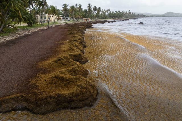 Científicos afirman que cantidad récord de algas marinas azota al Caribe y zonas cercanas