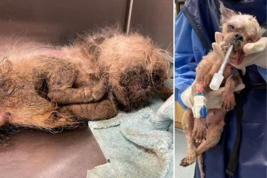 (Cortesía de Tri-County Humane)