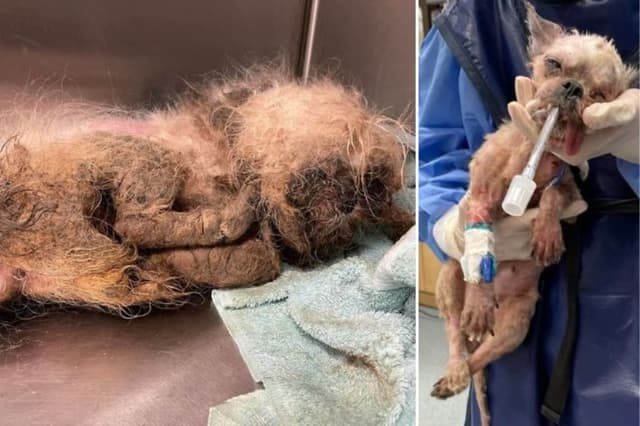 "El peor caso de abuso": Refugio encuentra a perrita tirada a la basura, nunca habían visto algo así
