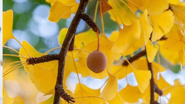 Este árbol de 2000 años mejora la concentración, agudiza la memoria y ayuda a terminar una frase