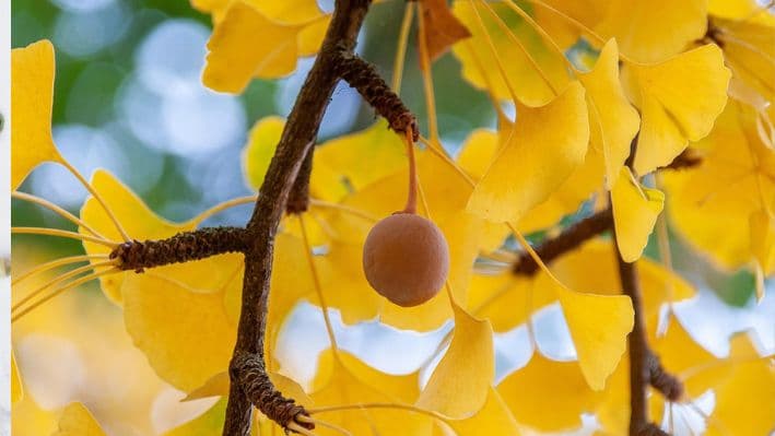 (Imagen ilustrativa/Pixabay, wal_172619)