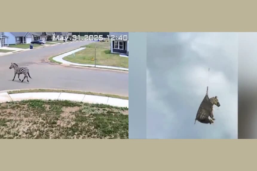 Capturan a cebra mascota tras más de una semana suelta en Tennessee