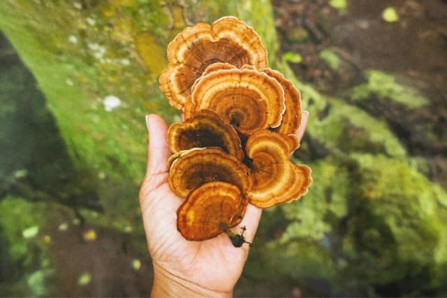 El hongo reishi: Un hongo antiguo con beneficios modernos para la salud