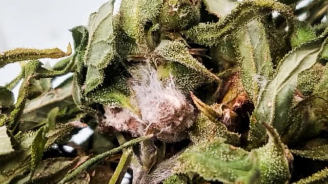 Abogados buscan acuerdo para científica china que introdujo patógeno biológico a EE. UU.