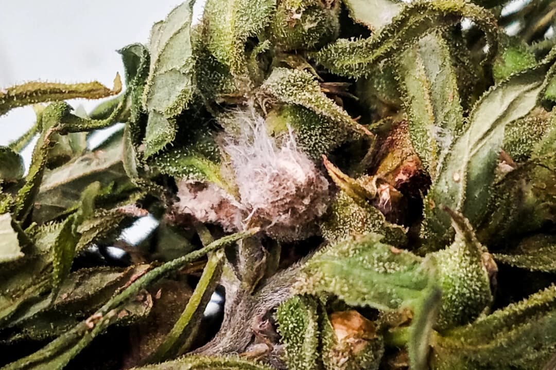 Fusarium head blight, una enfermedad fúngica, creciendo en cáñamo en Kentucky el 29 de septiembre de 2020. (Nicole Gauthier vía AP)