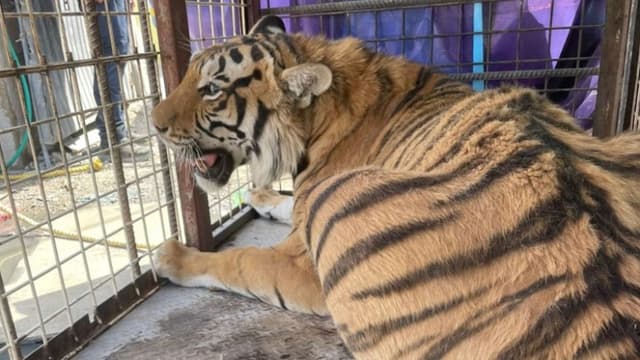 Autoridades mexicanas incautan a un tigre joven en un lote de autopartes en la frontera norte