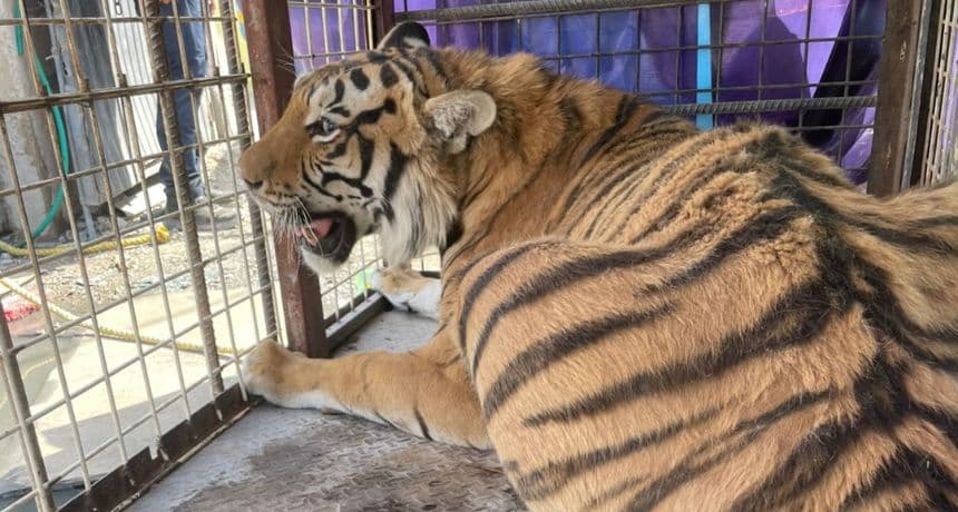 Autoridades mexicanas incautan a un tigre joven en un lote de autopartes en la frontera norte