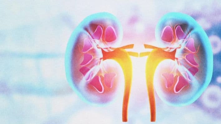 Según la medicina tradicional china, el «riñón» es responsable de seis funciones esenciales. (Explode/Shutterstock)