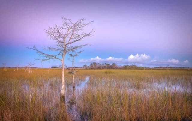 Florida invoca poderes de emergencia para construir un «Alcatraz de caimanes»
