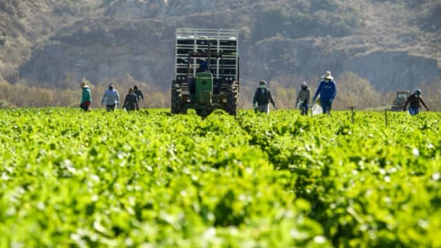 Trump dice que trabaja en un "permiso temporal" para trabajadores agrícolas y hoteleros, inmigrantes ilegales