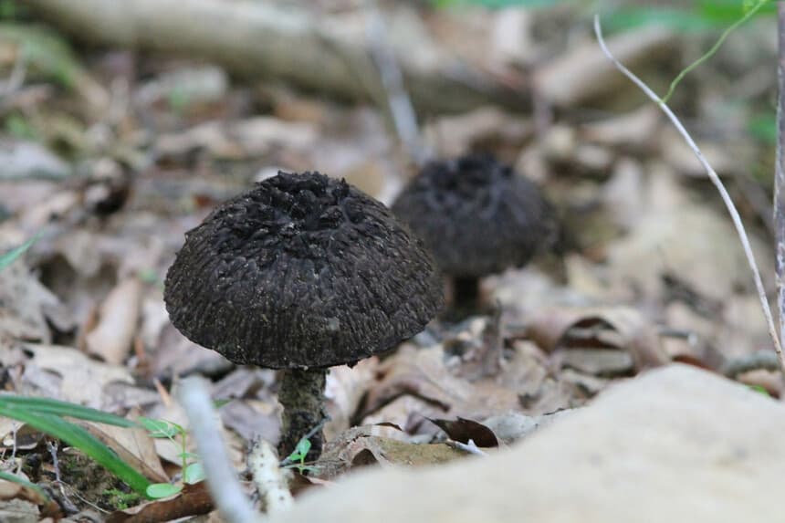 Imagen Ilustrativa: (Christal /Pixabay).