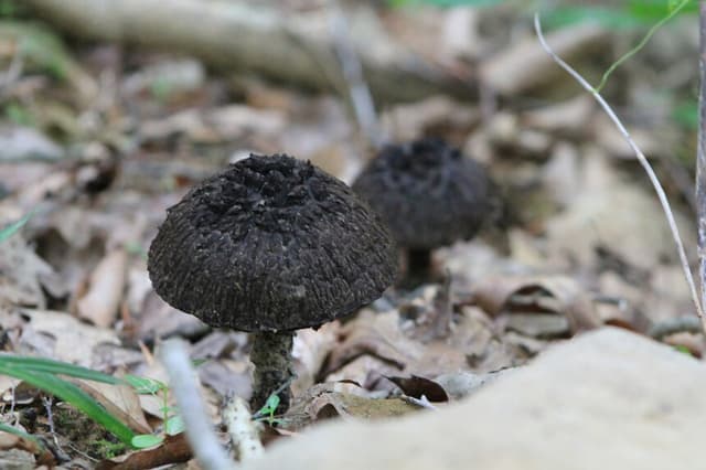 Hongo negro: un aliado natural para la salud cardiovascular y digestiva