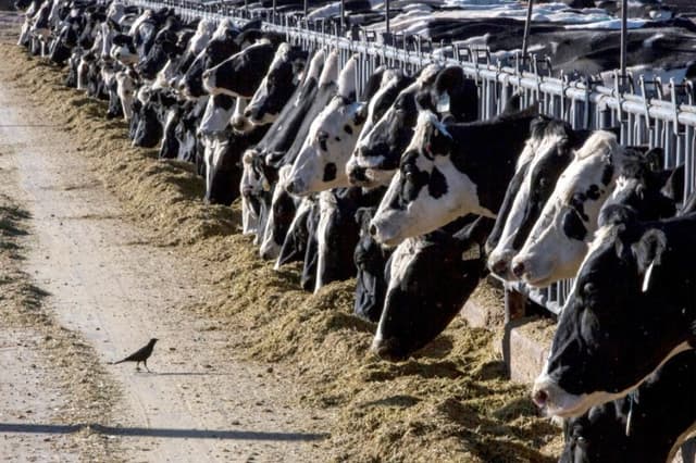 Contienen caso de gusano barrenador en Nuevo León, asegura la Secretaría de Agricultura de México