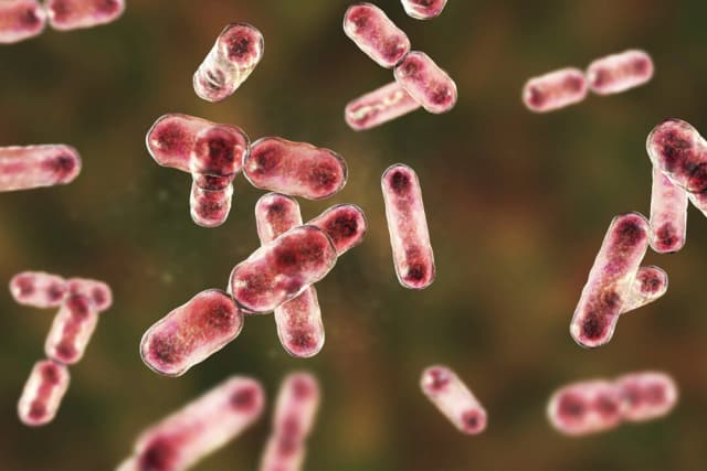 Las bacterias intestinales podrían ayudar a eliminar los "químicos eternos" del cuerpo