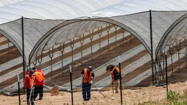 10 menores encontrados durante redadas del ICE en plantaciones de marihuana en CA: Comisionado de la CBP