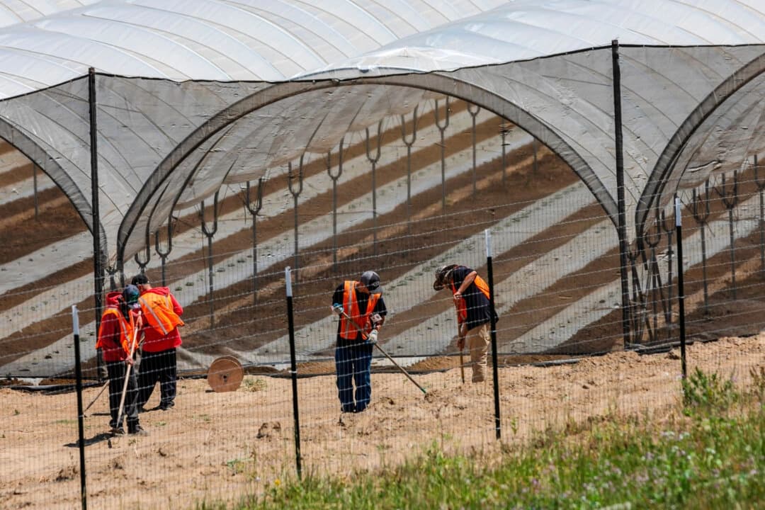 Fotografía de archivo sin fecha de una plantación de marihuana en California. (David McNew/AFP a través de Getty Images)