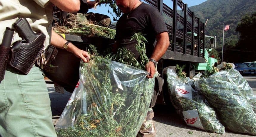 Agentes antidroga llenan bolsas de plástico con marihuana confiscada en una plantación en el bosque de Ángeles, en las afueras de Los Ángeles, California, el 18 de septiembre. (GERARD BURKHART/AFP a través de Getty Images)