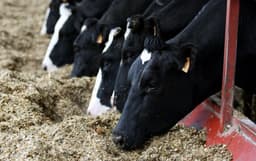 Tamaulipas logra contener el gusano barrenador en su territorio disminuyendo a solo 4 casos activos