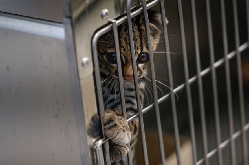 Fotografía de un ocelote (Leopardus pardalis), en la clínica veterinaria para la atención de especies silvestres en Ciudad de Panamá. (EFE/Bienvenido Velasco)